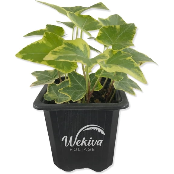 Golden English Ivy - Live Plant in a 3 Inch Pot - Hedera Helix - Beautiful Easy Care Indoor Air Purifying Houseplant Vine