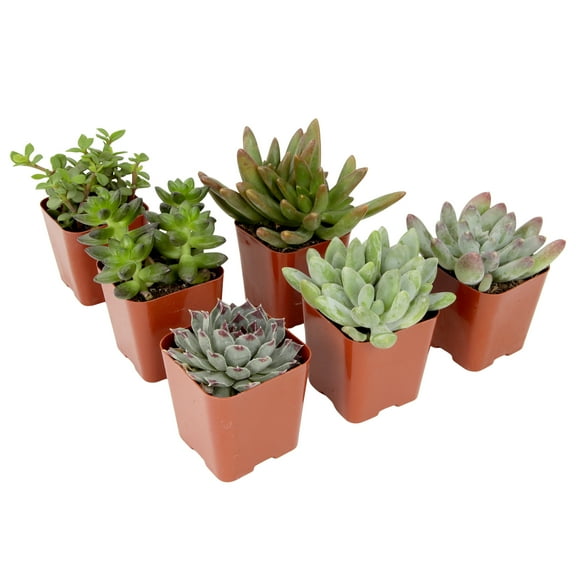 Element by Altman Plants Multicolor Succulent, Live Indoor House Plants with Grower Pots, 2 inch, Pack of 6