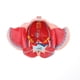 thumbnail image 5 of Modelo de pelvis femenina 1:1 con vasos, músculos, nervios, órganos, material didáctico escolar, 5 of 9