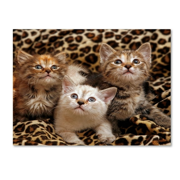 Trademark Fine Art 'Kittens 3' Canvas Art by Mike Jones Photo