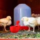 thumbnail image 3 of 20pcs Automatic Poultry Drinker Bowl Chicken Water Cups Duck Drinking Machine Hanging Drinking Bowl, 3 of 4