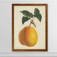 thumbnail image 2 of Wexford Home Antique Pear Botanical II-Framed - Maple - 22X30, 2 of 4