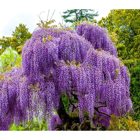 Purple Wisteria Seedlings for Planting - Live Tree Seedling to Grow - Wisteria sinensis - No Ship to California (3 Wisteria Plants)