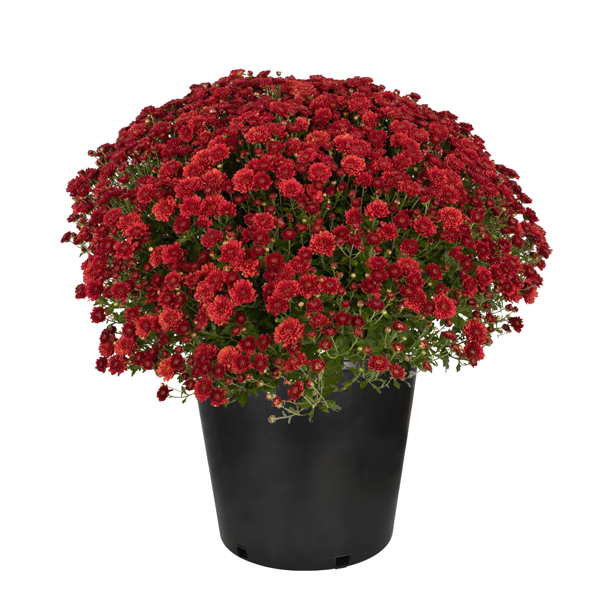 Expert Gardener Red Mum Live Plant, 3 Quart Grower Pot, Full Sun