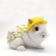 thumbnail image 5 of Conjunto de arnés, chaleco y correa, ropa cómoda para animales pequeños con accesorio, correa para el pecho, conejo, hurón, conejito, hámster y gatito, 5 of 5