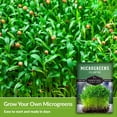 thumbnail image 4 of 5 Packs Cilantro Microgreens Seeds - Non-GMO Heirloom Annual Full Sun Herb Seeds, 4 of 6