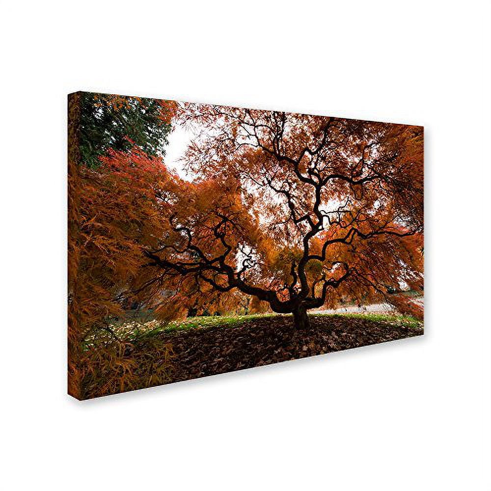 Trademark Fine Art "Autumn Japanese Maple Tree" Canvas Art by Kurt Shaffer