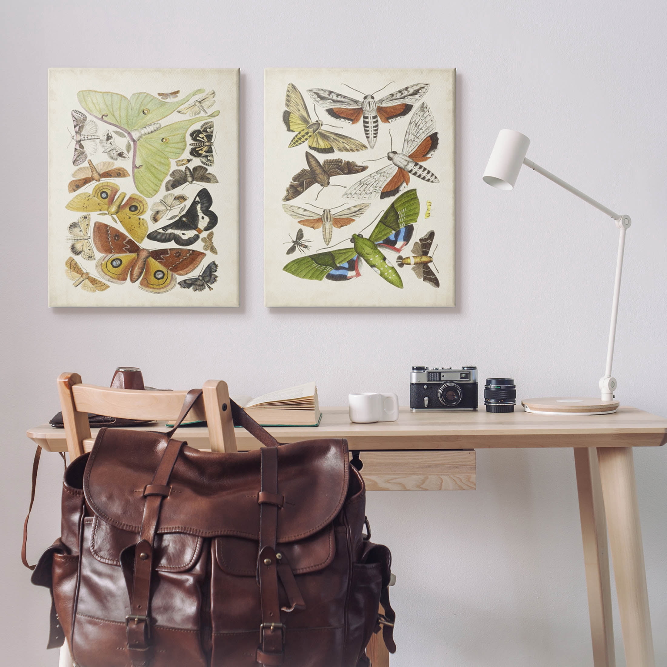 Stupell Industries Vintage Moths Latin Studies Graphic Art Gallery Wrapped Canvas Print Wall Art, Set of 2, Design by World Art Group