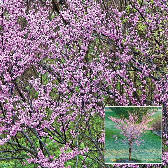 Spring Hill Nurseries Redbud Live Tree