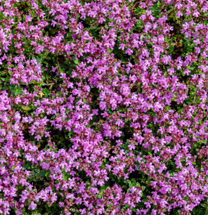 50. 000 Drawf Creeping Thyme Seeds for Planting, Ground Cover Pink Creeping Thyme Flowers Seeds  Fragrant Carpeting Herbaceous