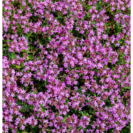 100. 000 Drawf Creeping Thyme Seeds for Planting, Ground Cover Pink Creeping Thyme Flowers Seeds Fragrant Carpeting Herbaceous