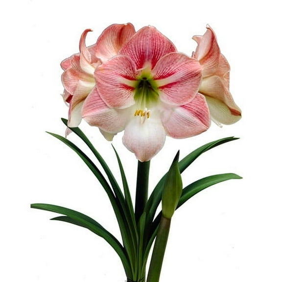Bloomsz Economy 12-pack Amaryllis Apple