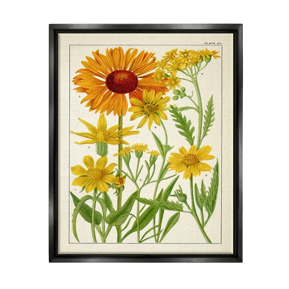 Stupell Industries Yellow Flower Studies Botanical & Floral Painting Black Floater Framed Art Print Wall Art, 17 x 21