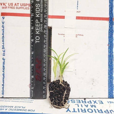 African Blue Agapanthus Live Starter Plant (1 Plant) – Less Than 12 Inches Tall