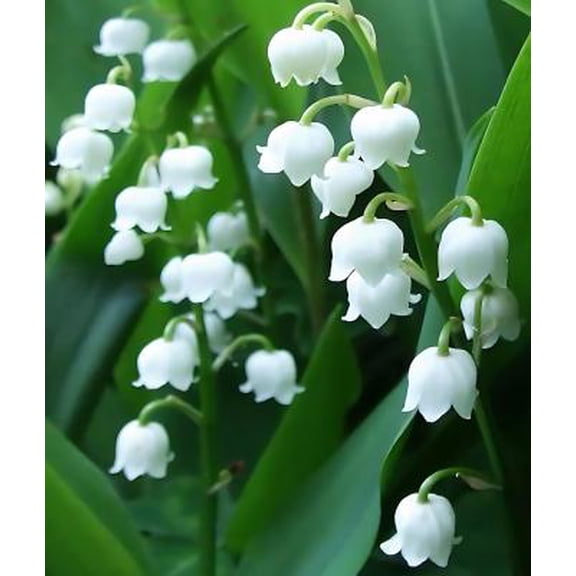 Classy Groundcovers, Convallaria majalis, C. latifolia, C. linnaei, Convallaria majuscula (25 Bare Root plants)