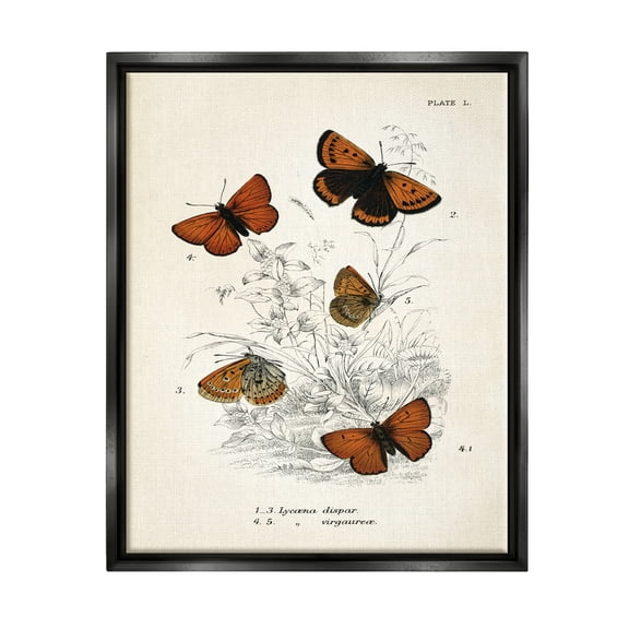Stupell Industries Vintage Butterfly Specimens Animals & Insects Painting Black Floater Framed Art Print Wall Art, 17 x 21