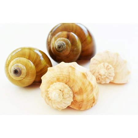 4 Large Shell Hermit Crab Changing Set - Select Shells - Large 1 1/4-1 3/4+ opening - Land Snail and Conch Shells