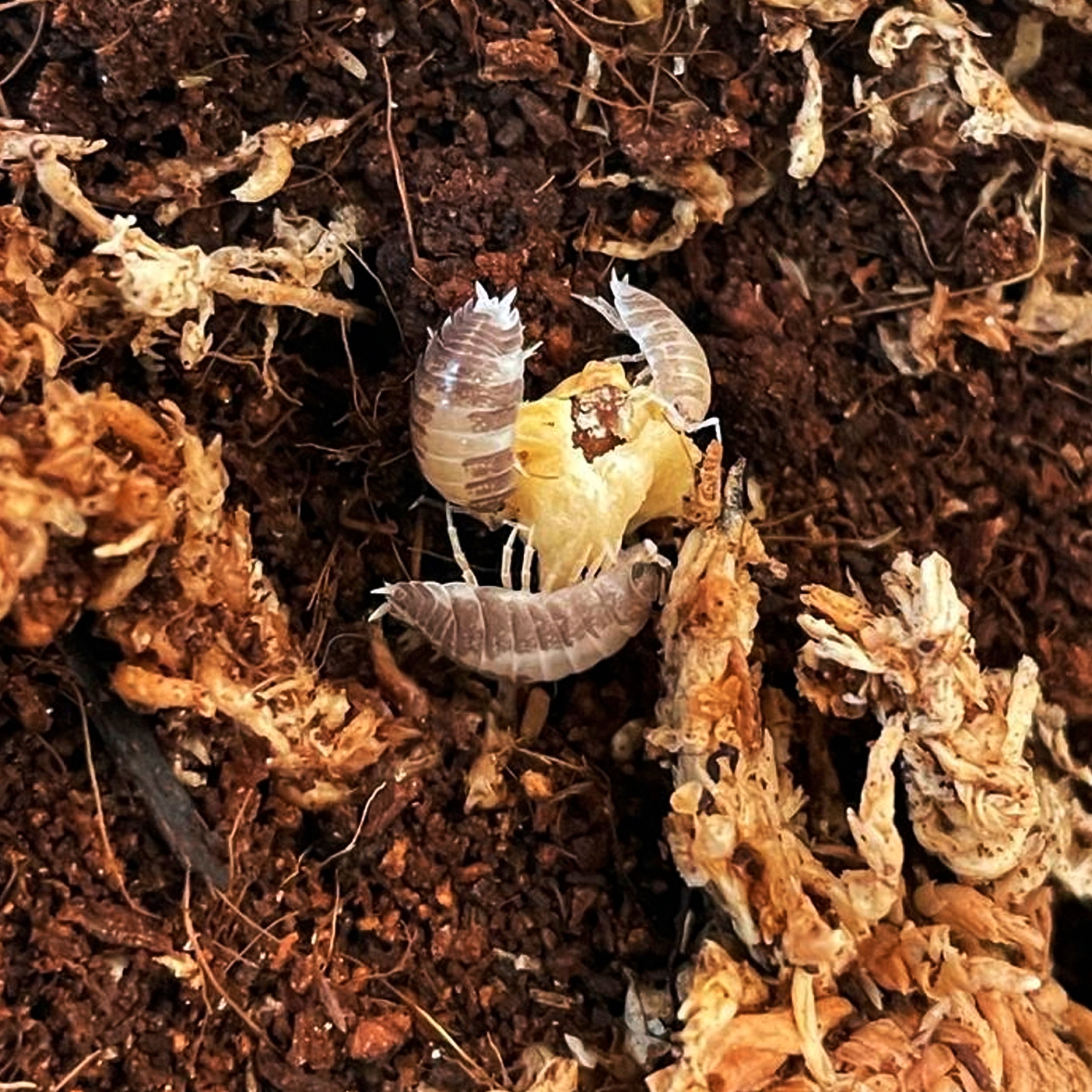 ReptiCulture Milkback Isopod 10 ct