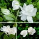 thumbnail image 4 of 50 piezas de semillas de flores de jazmín del Cabo Gardenia Jasminoides para decoración de bonsáis de balcón y jardín de casa, 4 of 6