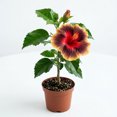 thumbnail image 4 of Red-Black-Yellow Hibiscus Live Plant 5 to 7 Inch, Vibrant Flowering Plant, Outdoor Hibiscus for Patio Garden Planting, 4 of 5