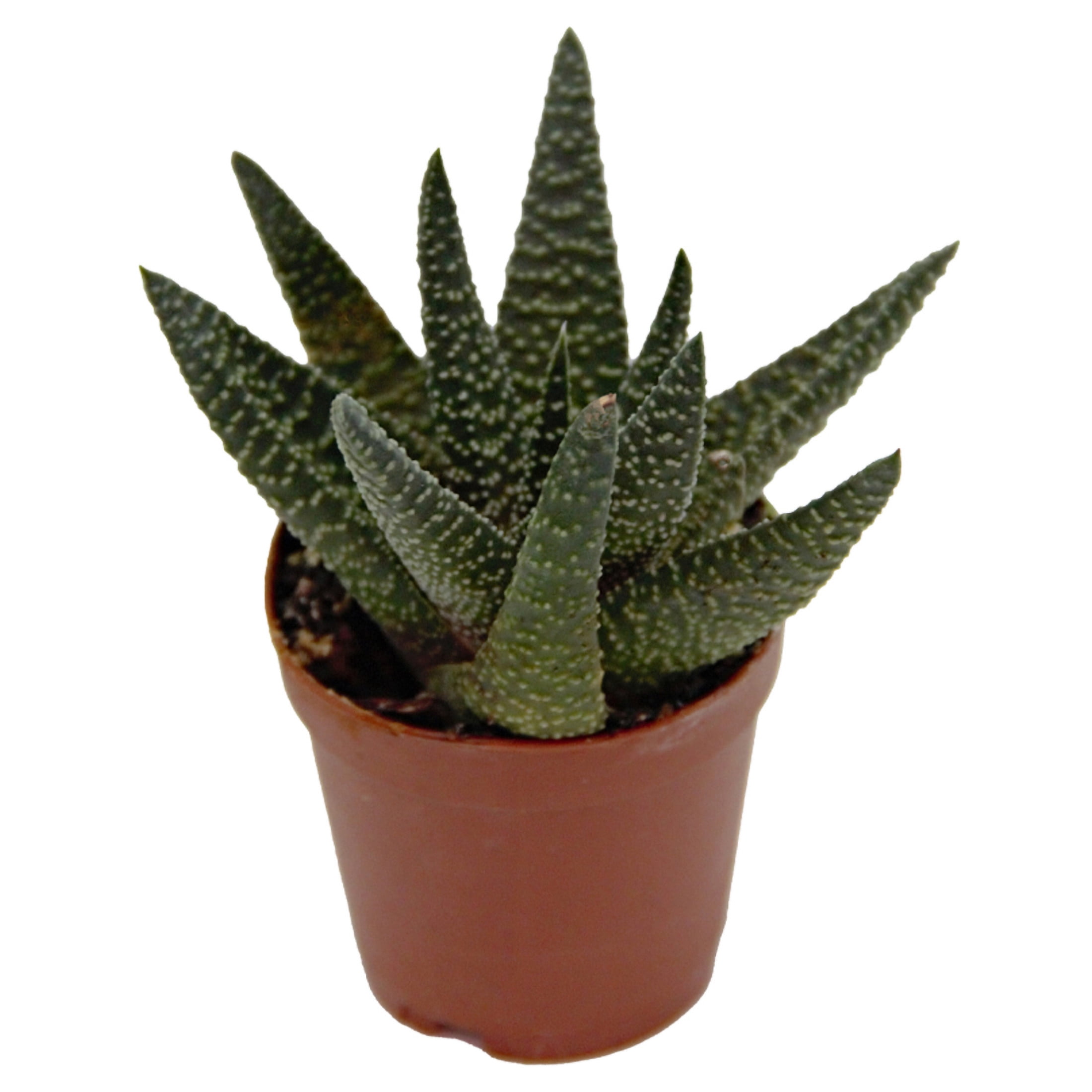 ReptiCulture Assorted Haworthia Desert 3" Pot 3 pk