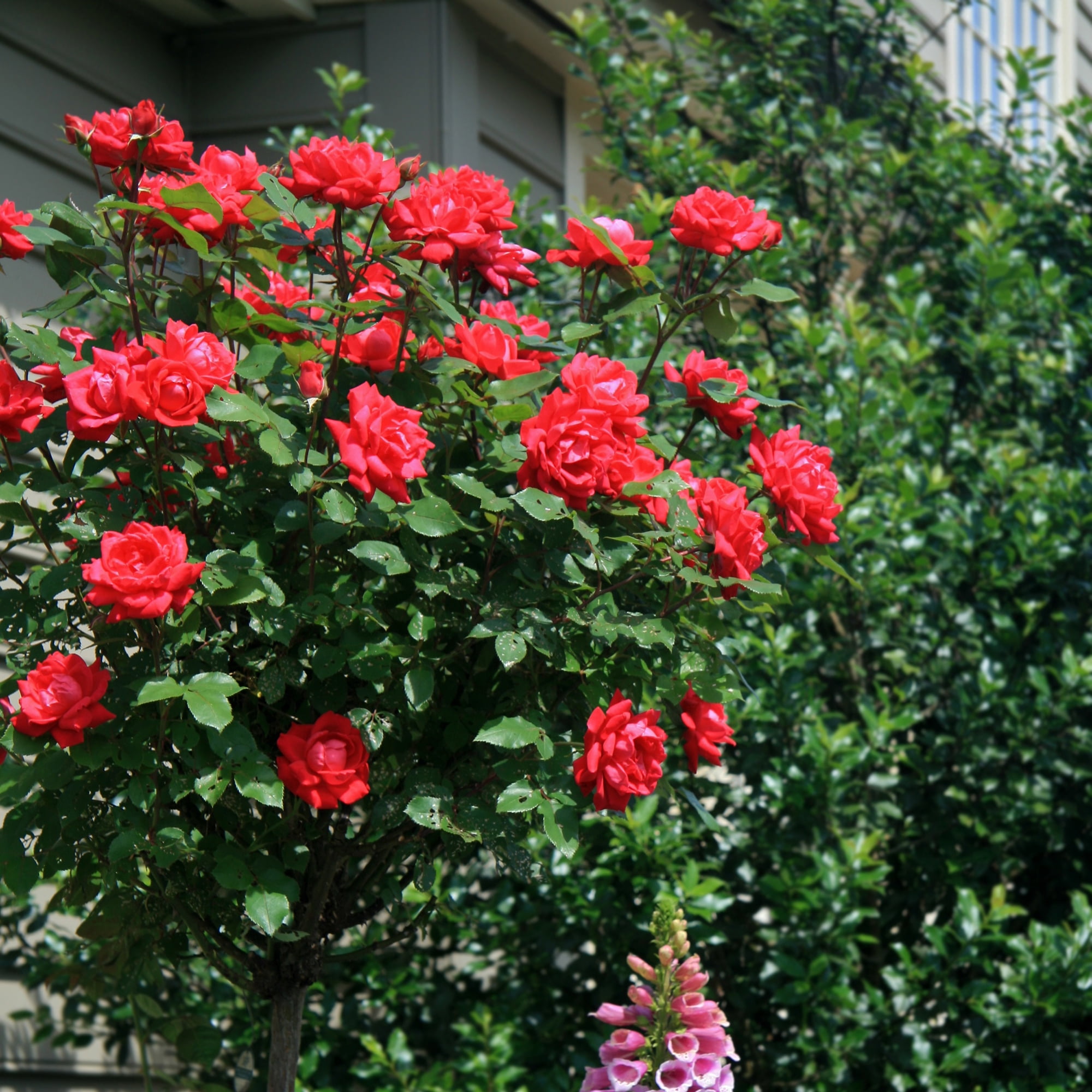 The Knock Out® Family of Roses 'The Red Double Knock Out® Rose' Live Tree in 3-Gallon Grower Pot