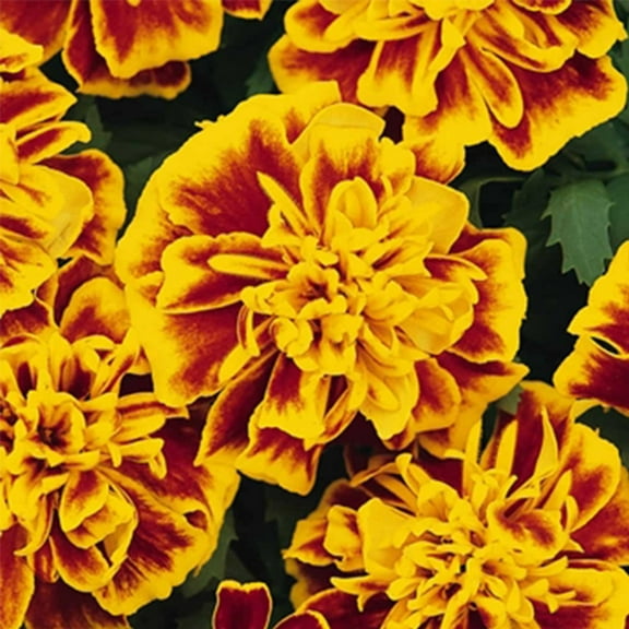 Bonanza Series French Marigold Bee (Mahogany w/Yellow) 100 Seeds Coated | Tagetes patula | Compact 8–12" Plants with 2" Blooms | Heat & Drought Tolerant Annual Flower for Beds, Borders & Container