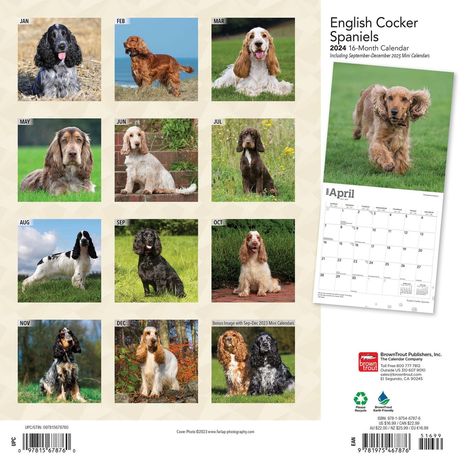 BrownTrout English Cocker Spaniels 2024 12x24 Inch Square Wall Calendar, 9781975467876