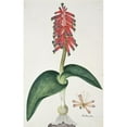thumbnail image 2 of Robert Jacob Gordon 11x14 Black Ornate Wood Framed Double Matted Museum Art Print Titled: Lachenalia Bulbifera (Cirillo) Engl. (1777 - 1786), 2 of 5