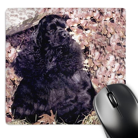 3dRose  Black Cocker Spaniel  MousePad price history on PriceWatchPro