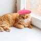 thumbnail image 1 of unbranded Boina Para Perro Y Con Elástica Ajustable Ideal Para Fiestas Y Ocasiones Especiales, 1 of 8
