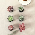 thumbnail image 2 of Mini Fake Succulent Plants Artificial Plastic Succulents Potted Faux Assorted Plants for Home Office Table Decoration, Set of 6 (White Plastic Pots), 2 of 5