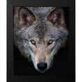 thumbnail image 2 of Cumming, Jim 12x14 Black Modern Framed Museum Art Print Titled - All The Better To See You - Timber Wolf, 2 of 5