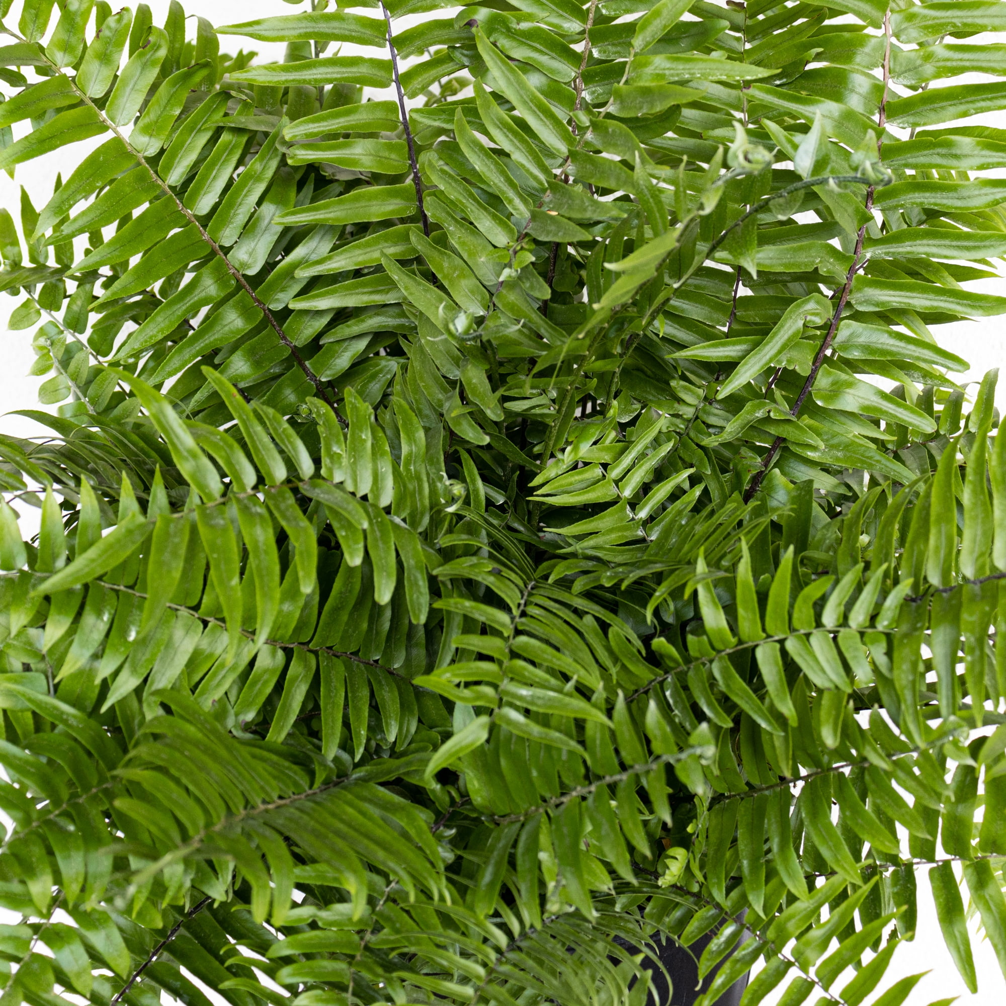 United Nursery Live Macho Fern Plant 26-32 inches Tall in 9.25-inch Grower Pot