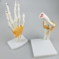 thumbnail image 3 of Modelo de la articulación médica de tamaño natural con base y ligamentos funcionales, material didáctico de biología / c perfke Juguetes educativos para niños, 3 of 6