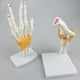 thumbnail image 3 of Modelo de la articulación de la mano humana médica de tamaño natural con base y ligamentos funcionales, material didáctico de biología / c Baoblaze Juguetes educativos para niños, 3 of 6