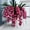 B, variant on Cymbidium Orchid Flower Bulbs, Easy‑Grow Low Maintenance Perennial, Suitable for Garden Beds, Borders, Pots and Planters