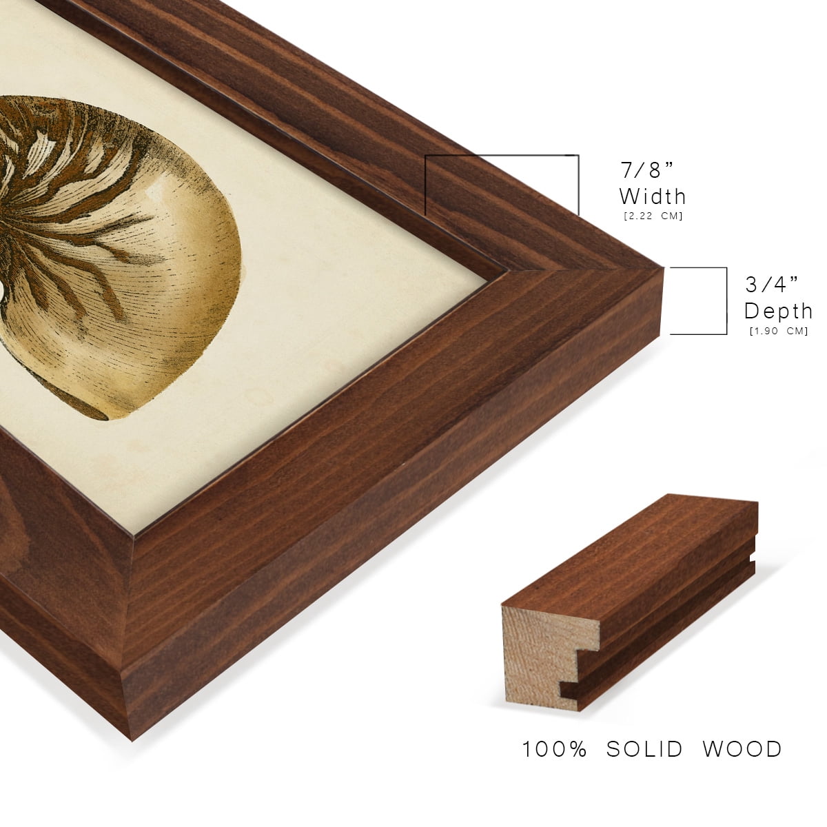 Sealife Collection V - Framed Print w/glass - Chestnut