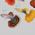 thumbnail image 3 of Wayfare Art Canvas Prints Poster, Animal 8 x 10 inch Wall Decor Canvas Artwork, Fancy Guppies Fish, 3 of 7