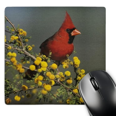 3dRose, Northern Cardinal bird, Lake Corpus Christi Texas - NA02 RNU0703 - Rolf Nussbaumer, Mouse Pad