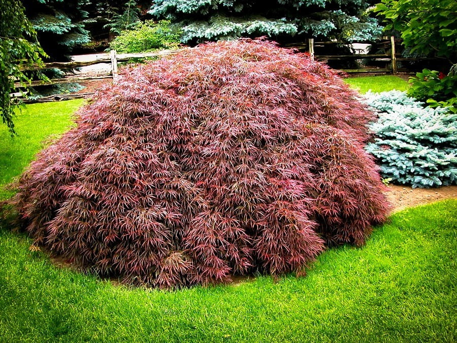 Tamukeyama Weeping Japanese Maple Live Plant Tg Walmart Com Walmart Com