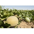 thumbnail image 2 of 75 Seeds Green Flesh ROCKY FORD CANTALOUPE Muskmelon Cucumis Melo Melon Fruit Seeds, 2 of 9