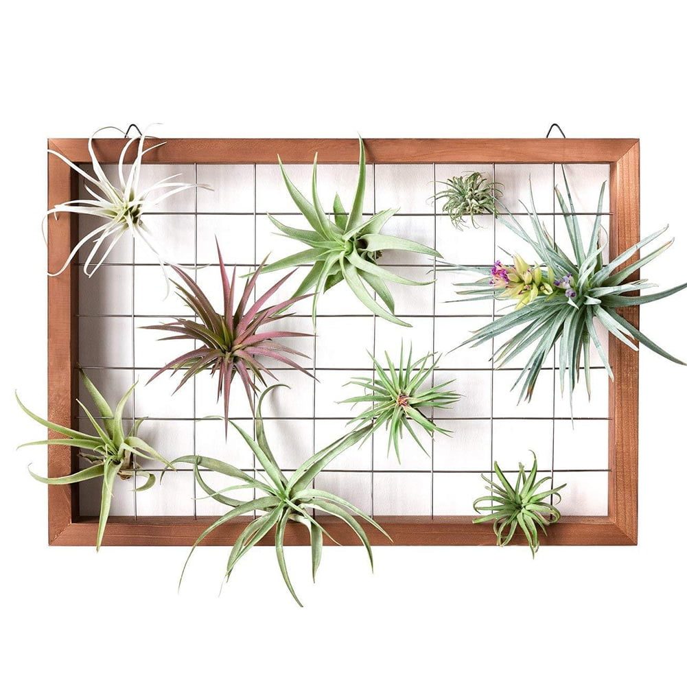 Air Plants Frame Wall Holder Air Plants Hanger Wall Display Flower