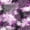 Purple, variant on Homewish Brown Leopard Print Twin Duvet Cover,Abstract Artwork Twin Bedding,Black Reversible,2pcs,1 Duvet Cover and 1 Pillowcase