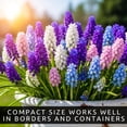 thumbnail image 4 of Cotton Candy Grape Muscari Bulbs for Forcing Indoors - Easy to Grow - Grow in Dirt Indoors or Plant Outdoors (5 Bulbs), 4 of 7