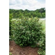 First Editions 2g Viburnum Opening Day