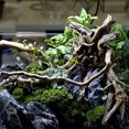 thumbnail image 4 of Flmtop Aquarium Non-toxic Natural Tree Trunk Driftwood Fish Tank Landscap Ornament Random Color & Style, 4 of 9