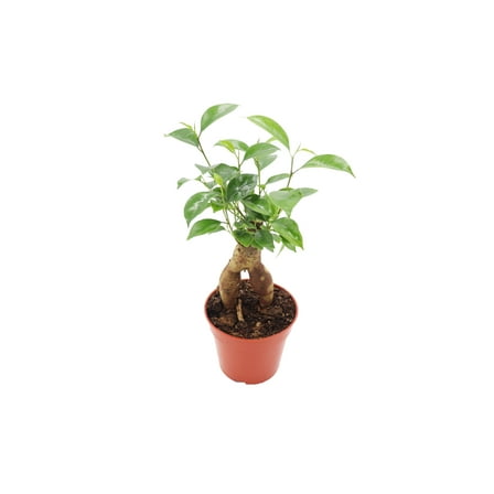 Ficus Microcarpa Ginseng - 4" from California Tropicals