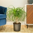thumbnail image 3 of Ponytail Palm, Medium Indirect Sunlight, Indoor Live House Plants, Grow Pot, 3 of 8