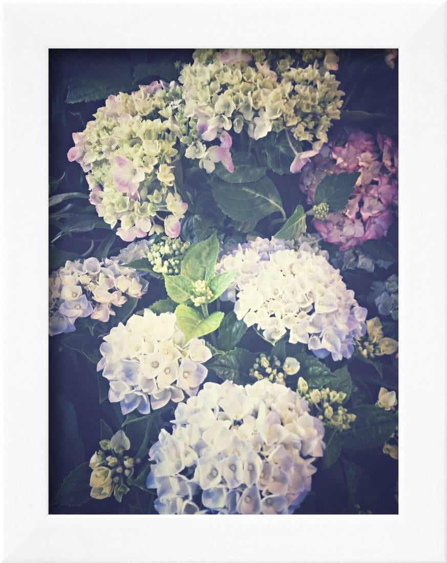 Multicoloured Blossoming Hydrangeas Hydrangea Framed Print Wall Multicoloured Blossoming Hydrangeas Hydrangea Framed Print Wall Art By Frina
